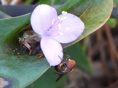 Copestylum vesicularium