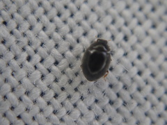Stethorus pusillus