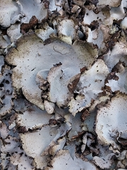 Umbilicaria hirsuta