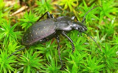Carabus hortensis