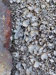 Umbilicaria hirsuta