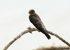 Stelgidopteryx ruficollis