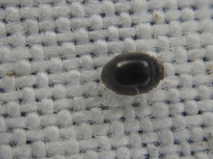 Stethorus pusillus