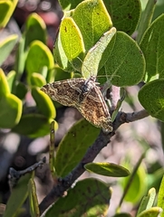 Epirrhoe plebeculata