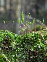 Ptychostomum capillare