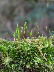 Ptychostomum capillare