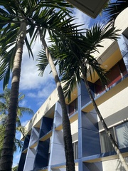 Ptychosperma elegans