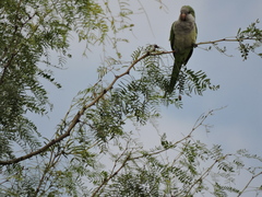 Myiopsitta monachus