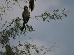 Myiopsitta monachus