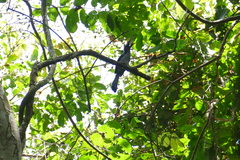 Horizocerus hartlaubi