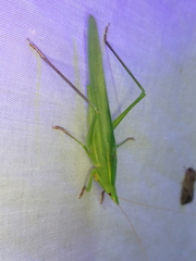 Pseudorhynchus lessonii