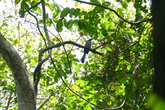 Horizocerus hartlaubi