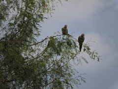 Myiopsitta monachus