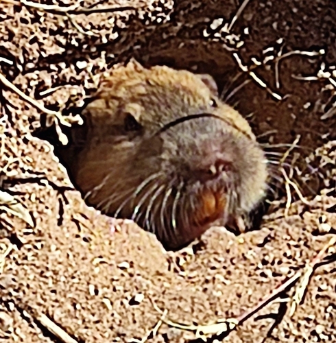 California Pocket Gopher