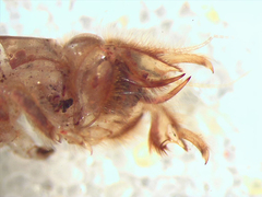 Hexagenia bilineata