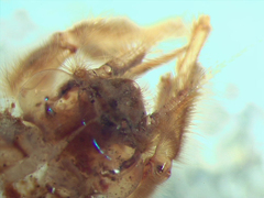 Hexagenia bilineata