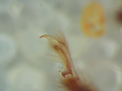 Hexagenia bilineata