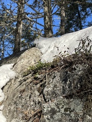 Arctostaphylos uva-ursi