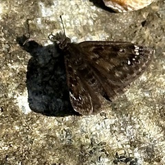Erynnis juvenalis