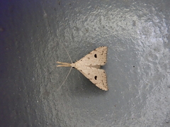 Trigonistis andersoni