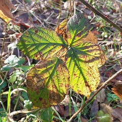 Rubus tuberculatus