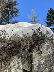 Penstemon fruticosus