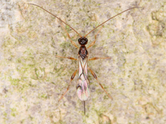 Ichneumonoidea