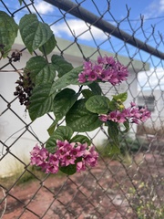 Clerodendrum × speciosum