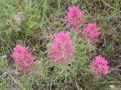 Castilleja purpurea