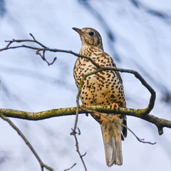 Mistle Thrush photo 4