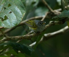 Phylloscopus castaniceps