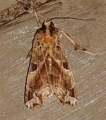 Callopistria floridensis