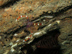 Stenopus tenuirostris