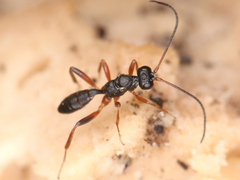 Ichneumonidae