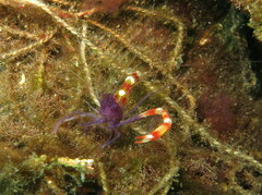 Stenopus tenuirostris