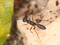 Ichneumonidae