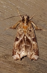 Callopistria floridensis