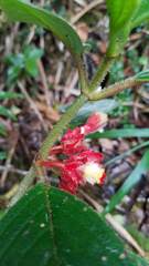 Glossoloma ichthyoderma