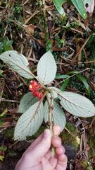 Glossoloma ichthyoderma