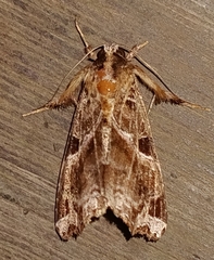 Callopistria floridensis