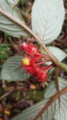 Glossoloma ichthyoderma