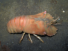 Thenus orientalis