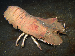 Thenus orientalis