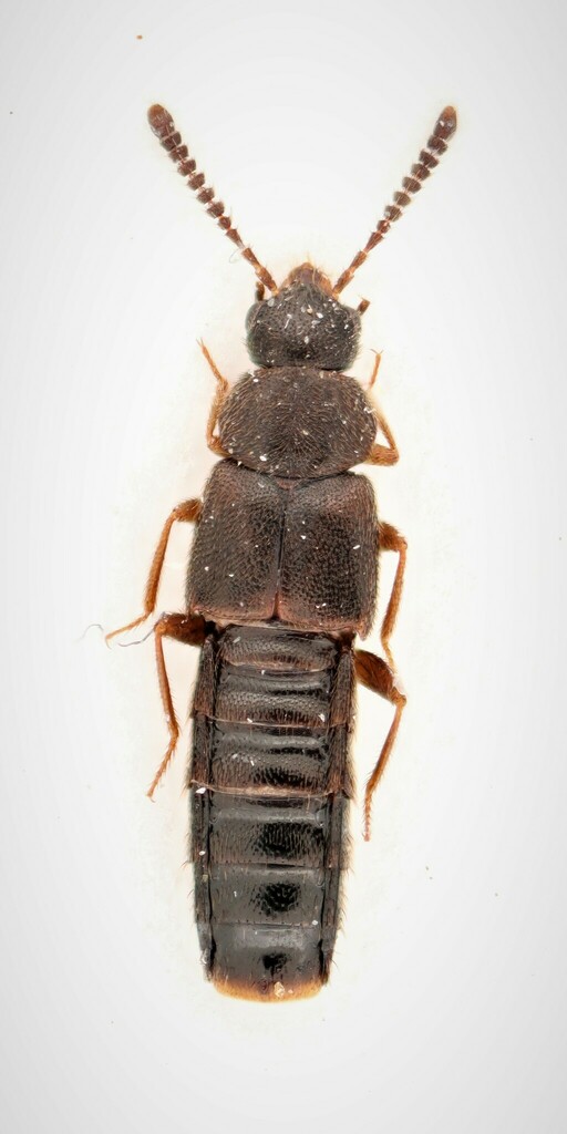 Silusa densa