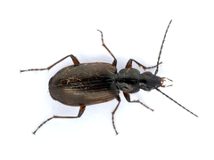 Agonum piceum