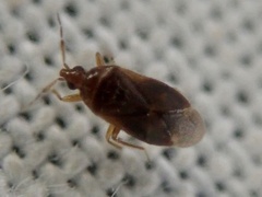 Cardiastethus fasciiventris