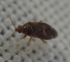 Cardiastethus fasciiventris