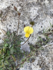 Crotalaria rotundifolia