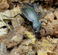 Carabus hortensis