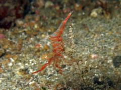Urocaridella urocaridella